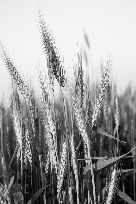Wheat crop in the fields during 'rabi' season in Gopalpura village, district Alwar, Rajasthan - a result of Rajendra Singh's water conservation efforts